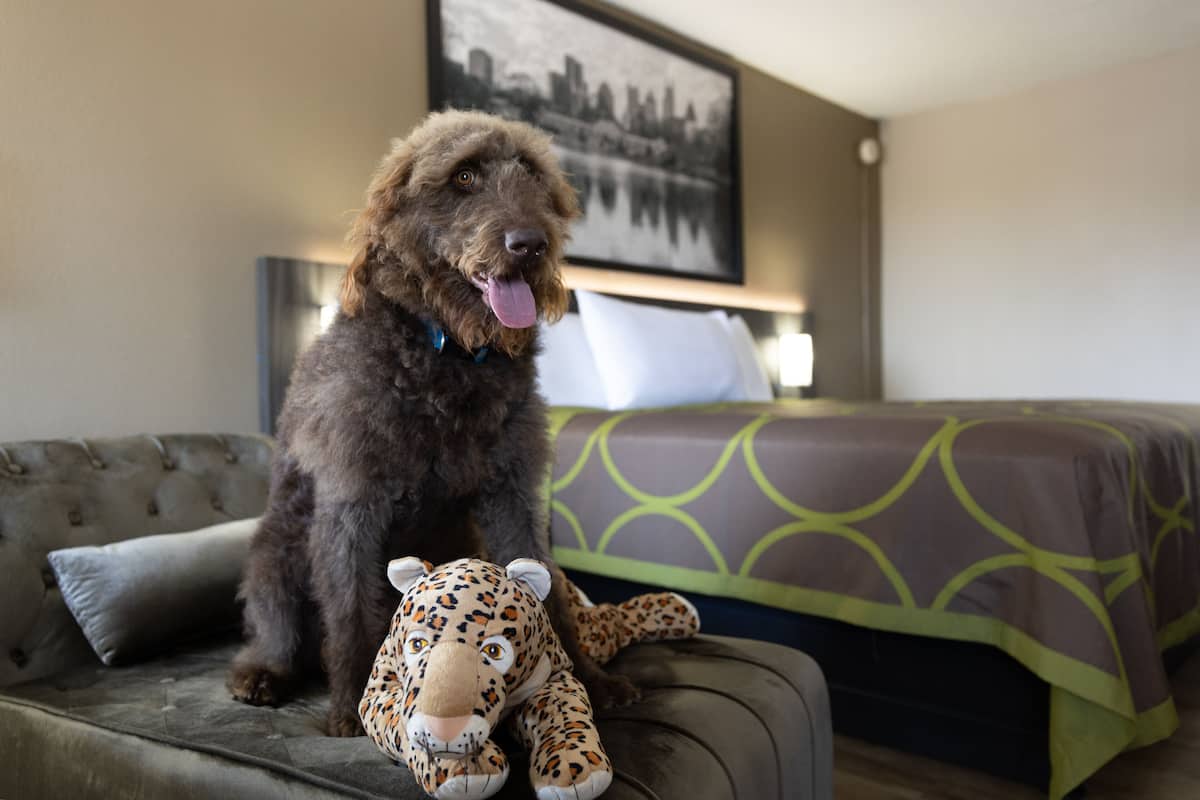 Un chien assis sur un canapé, avec un jouet en peluche, dans une chambre d’hôtel.