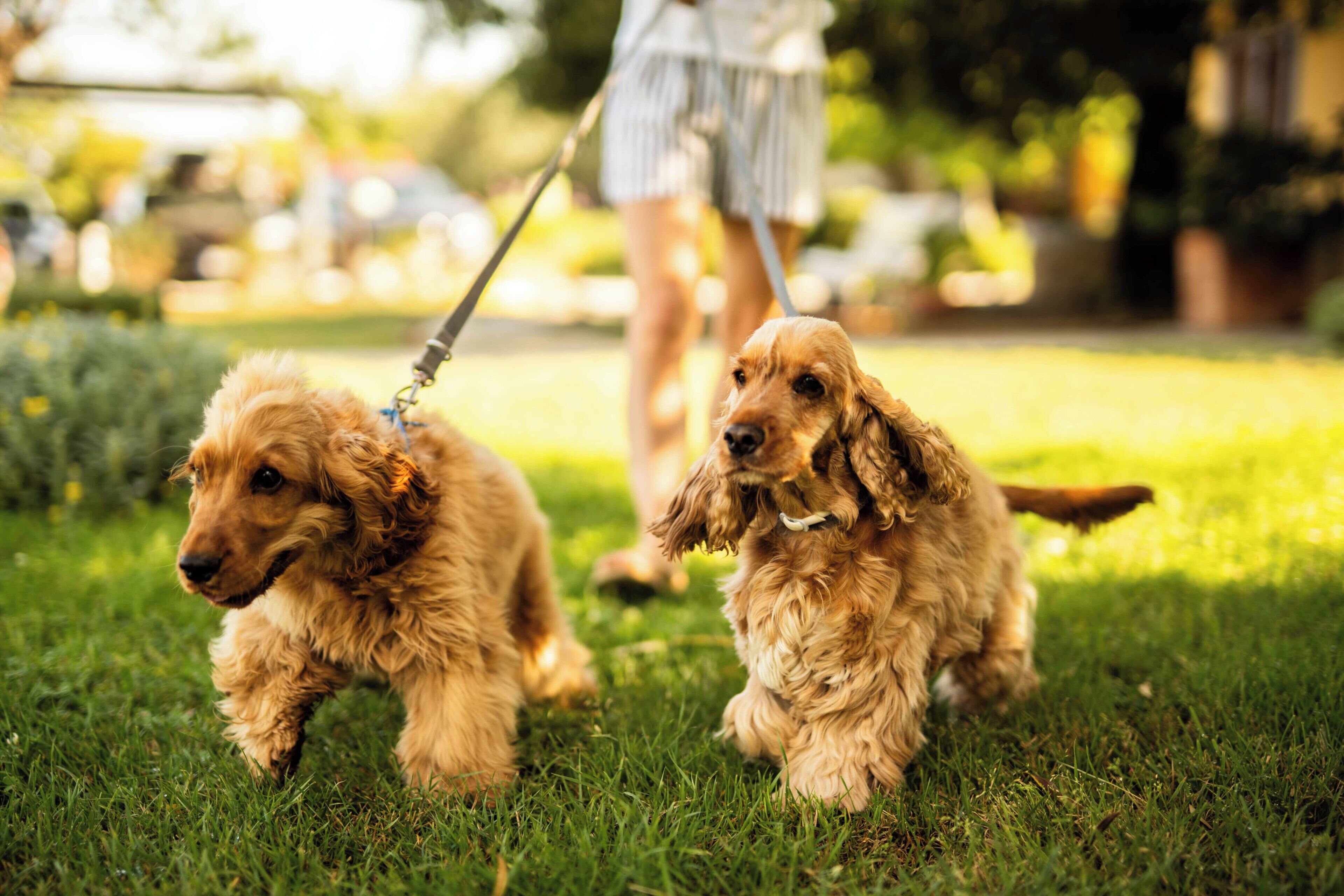 Two dogs on leashes in a grassy outdoor area.
