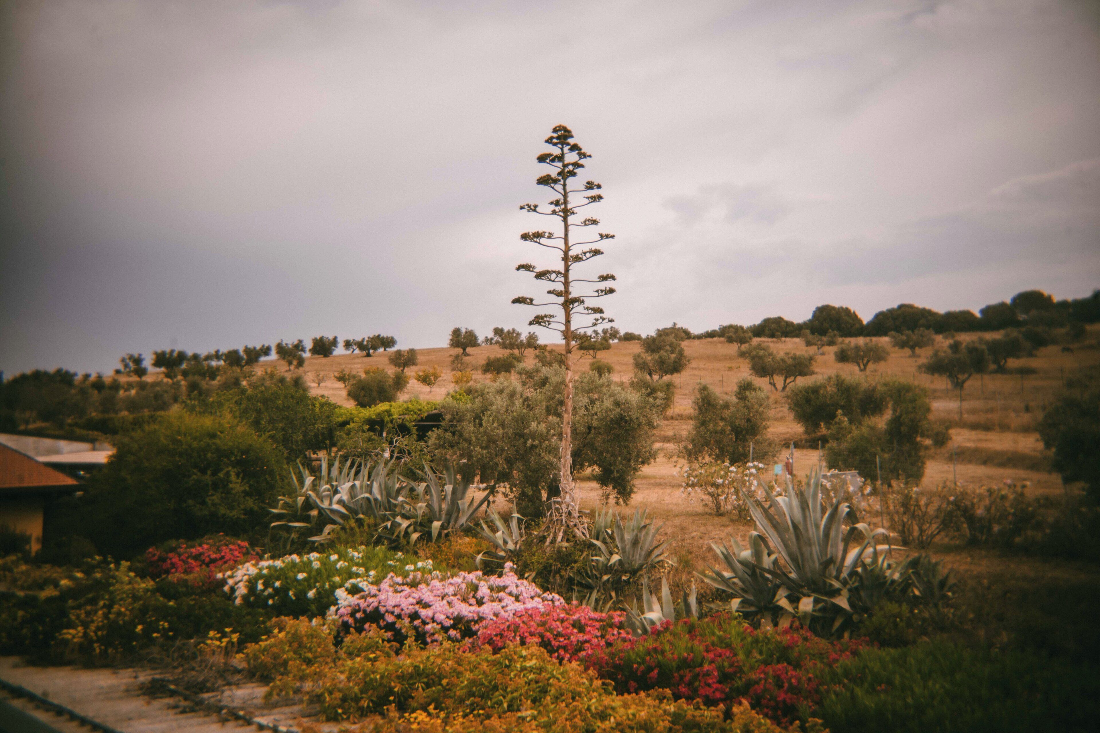 Un jardín con diversas plantas y un árbol alto.
