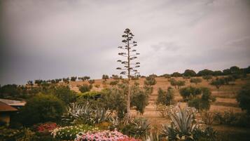 Un jardín con diversas plantas y un árbol alto.