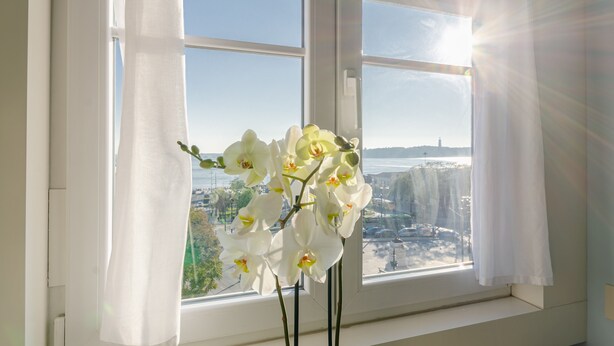 A window with white curtains and white orchids, with a view of a cityscape and a body of water.