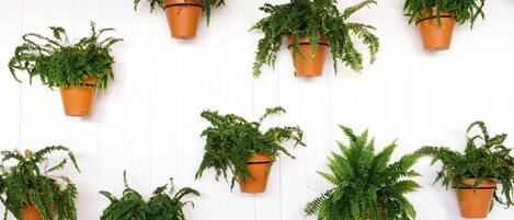 Nine terracotta hanging planters with green ferns against a white wooden background.