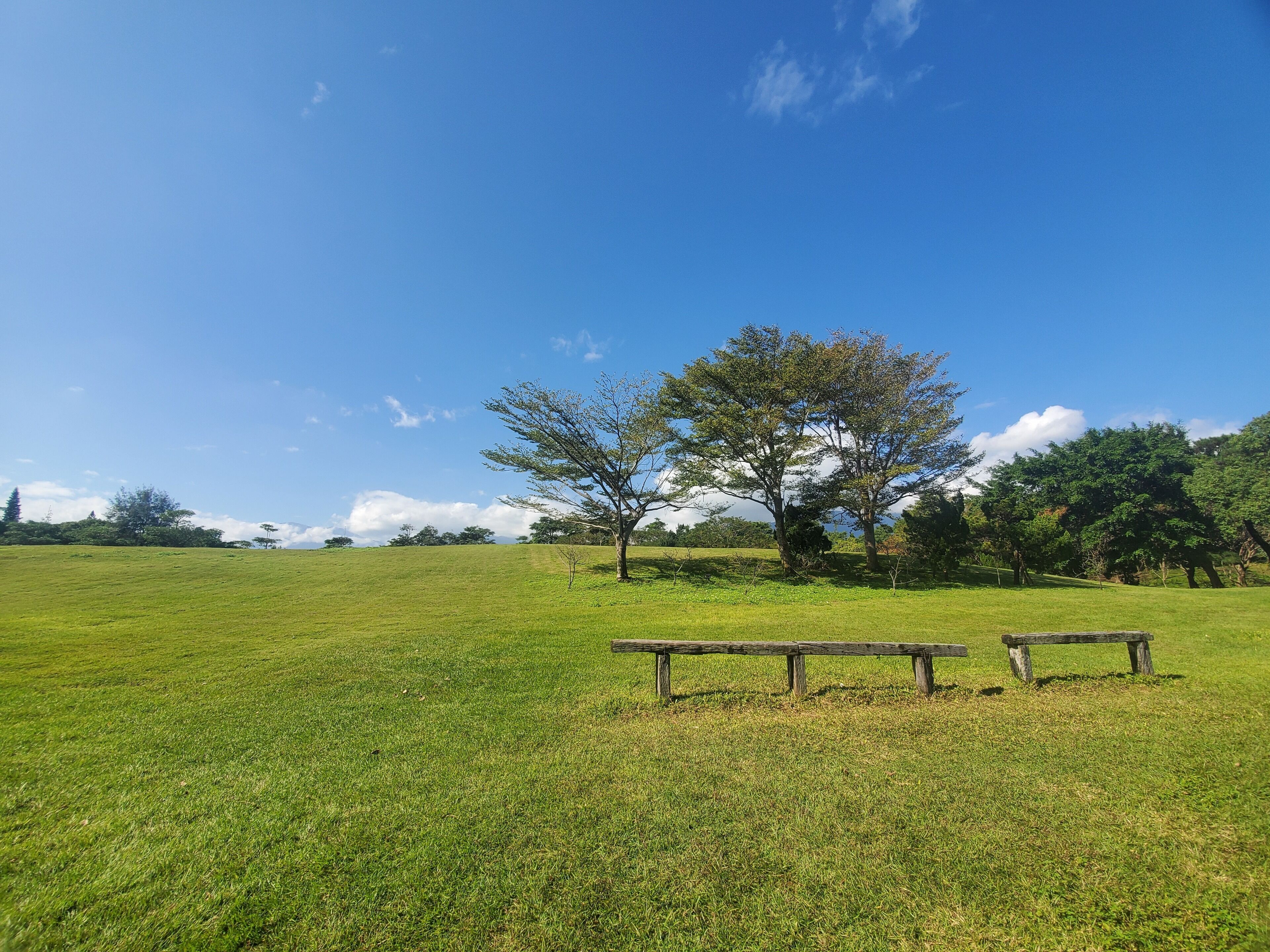 A grassy field with a wooden bench and trees in the background.