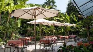 Un patio al aire libre con mesas y sillas, rodeado de abundante vegetación y palmeras de plátano.