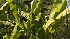 Un jardín con palmeras de plátano y flores rosadas.