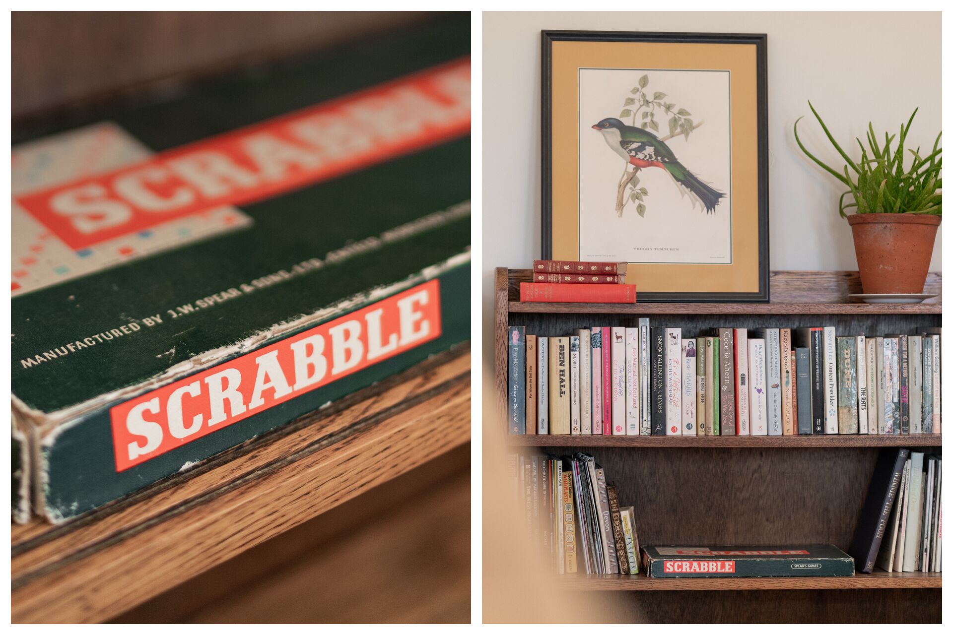 Une bibliothèque remplie de divers ouvrages et un tableau encadré représentant un oiseau.