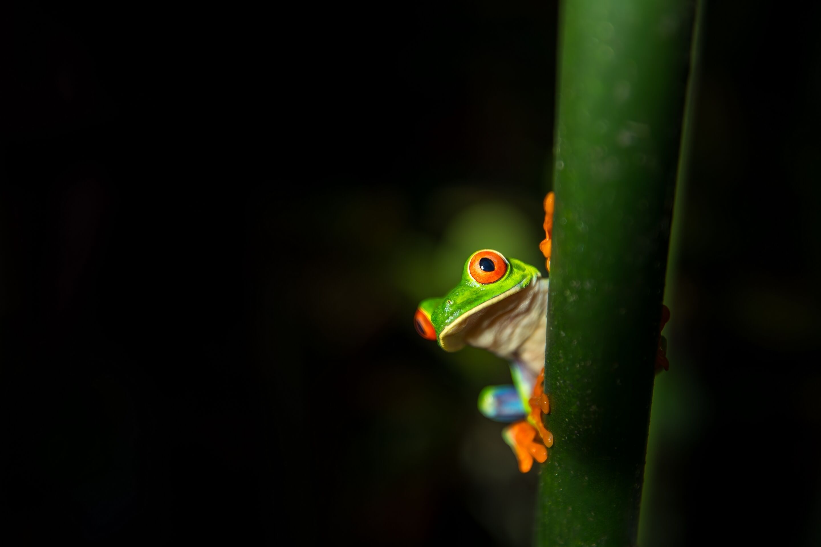 Una rana aferrada a una planta verde.
