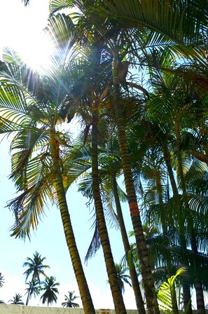 Garden - Pousada Cores do Mar - Porto de Galinhas (Ipojuca)