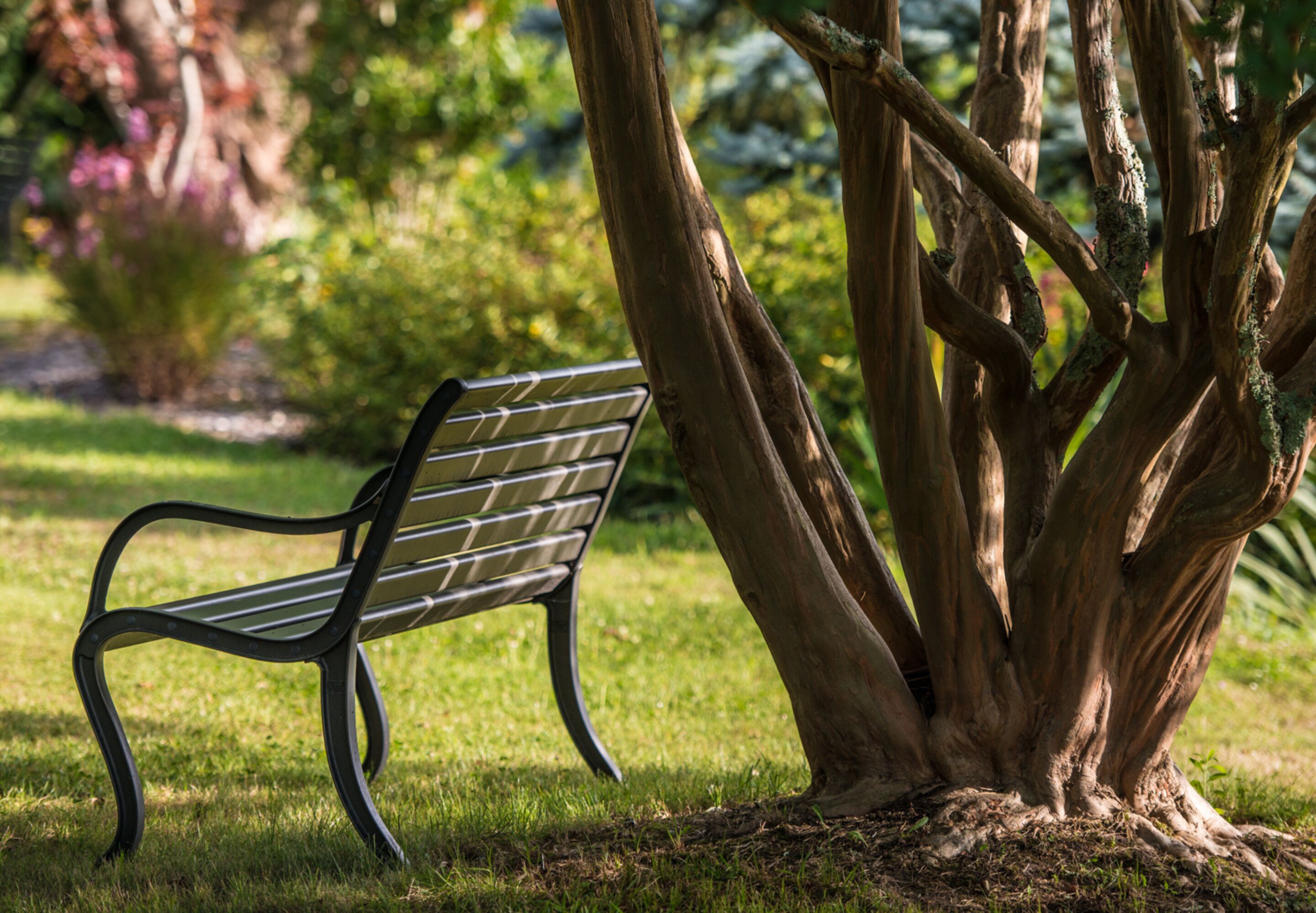 A bench under a tree in a park.