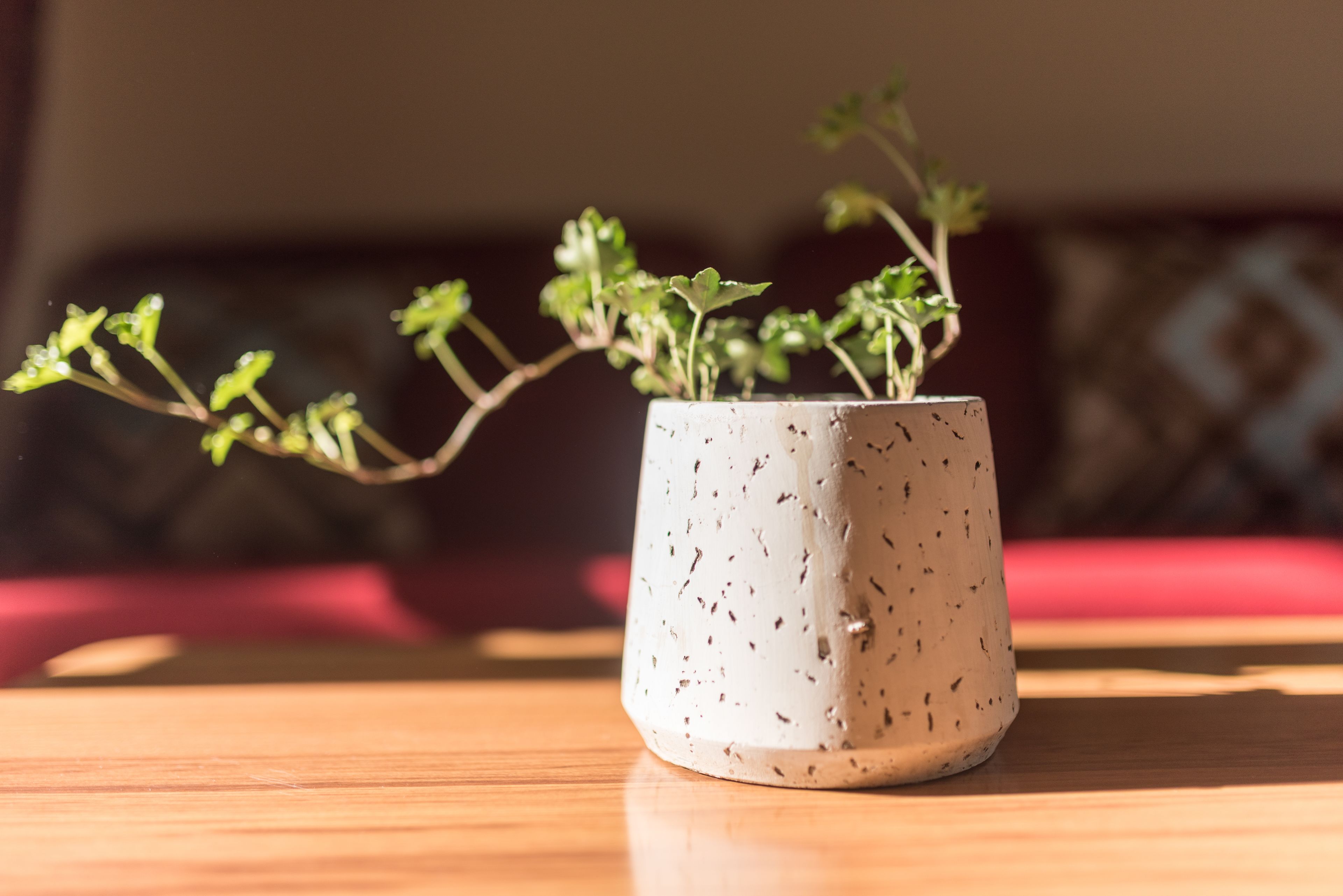 Foto - Central Park Motor Lodge