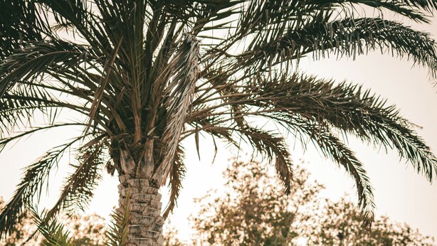 Una tabla de surf de madera con la palabra "ALOHA" escrita, colocada sobre un sendero de grava junto a una palmera y una maceta blanca.