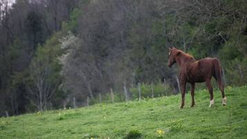 A horse standing in a grassy field with trees in the background.