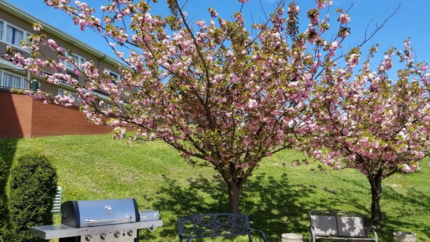 Un espace extérieur aménagé avec un barbecue, deux bancs et un arbre en fleurs.