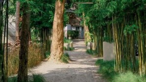 A pathway flanked by tall bamboo trees leading to a building with a sloped roof. - Milky Bay Resort (Ko Pha-ngan)