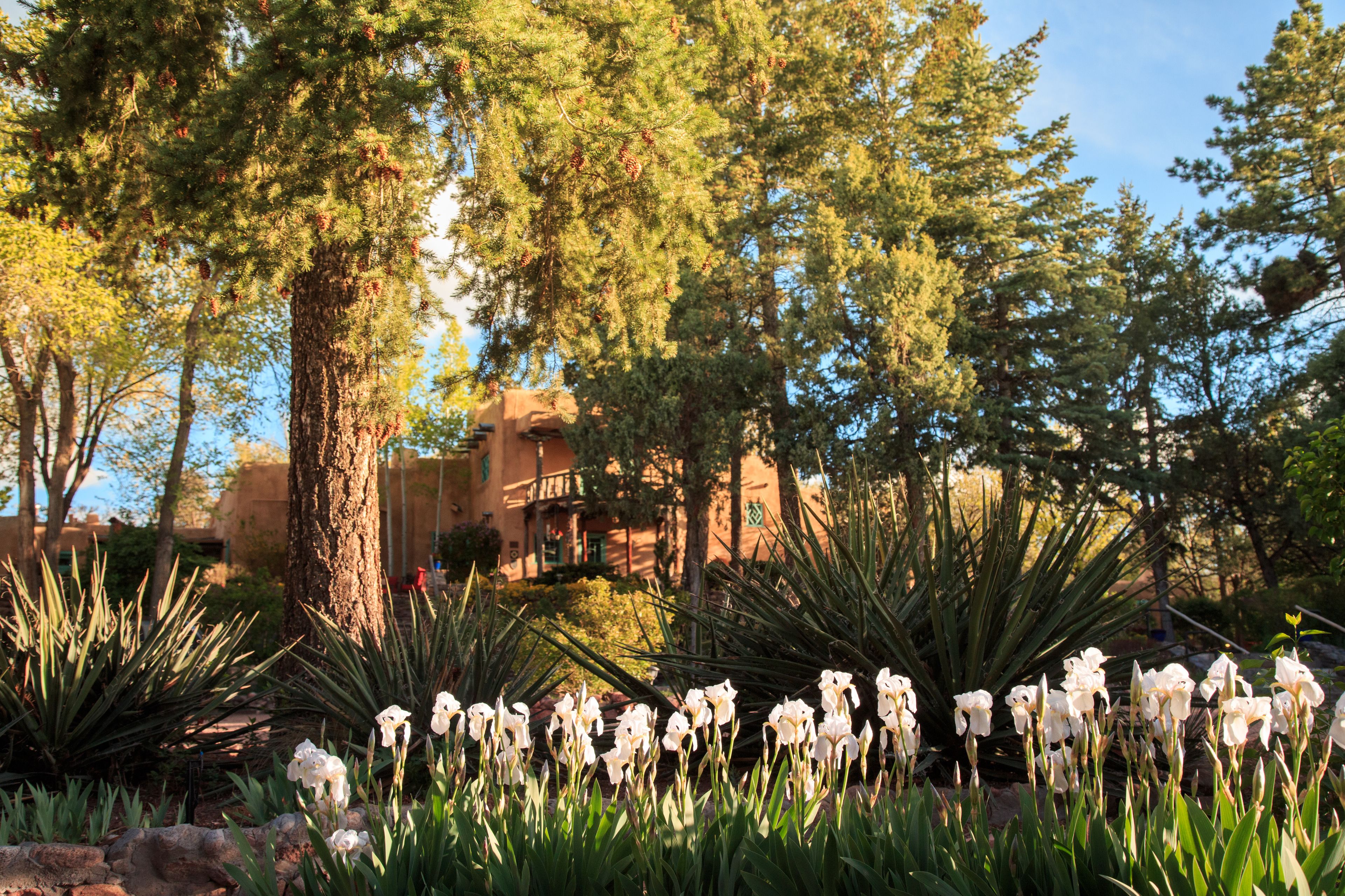 A garden with white flowers and tall trees.