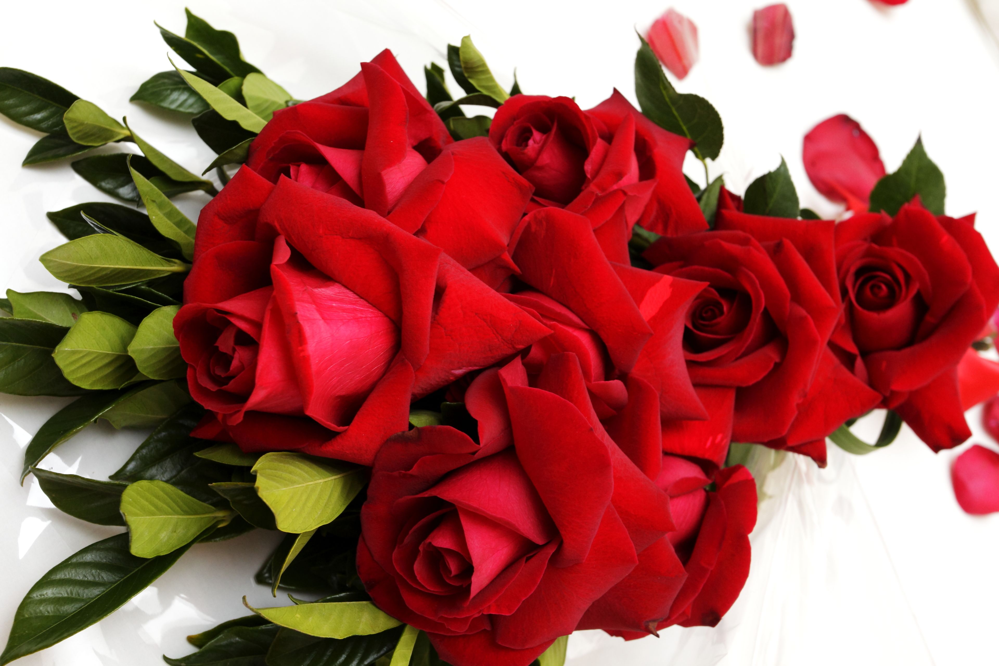 standard room, 2 double beds | 1 bedroom, minibar, in-room safe, desk