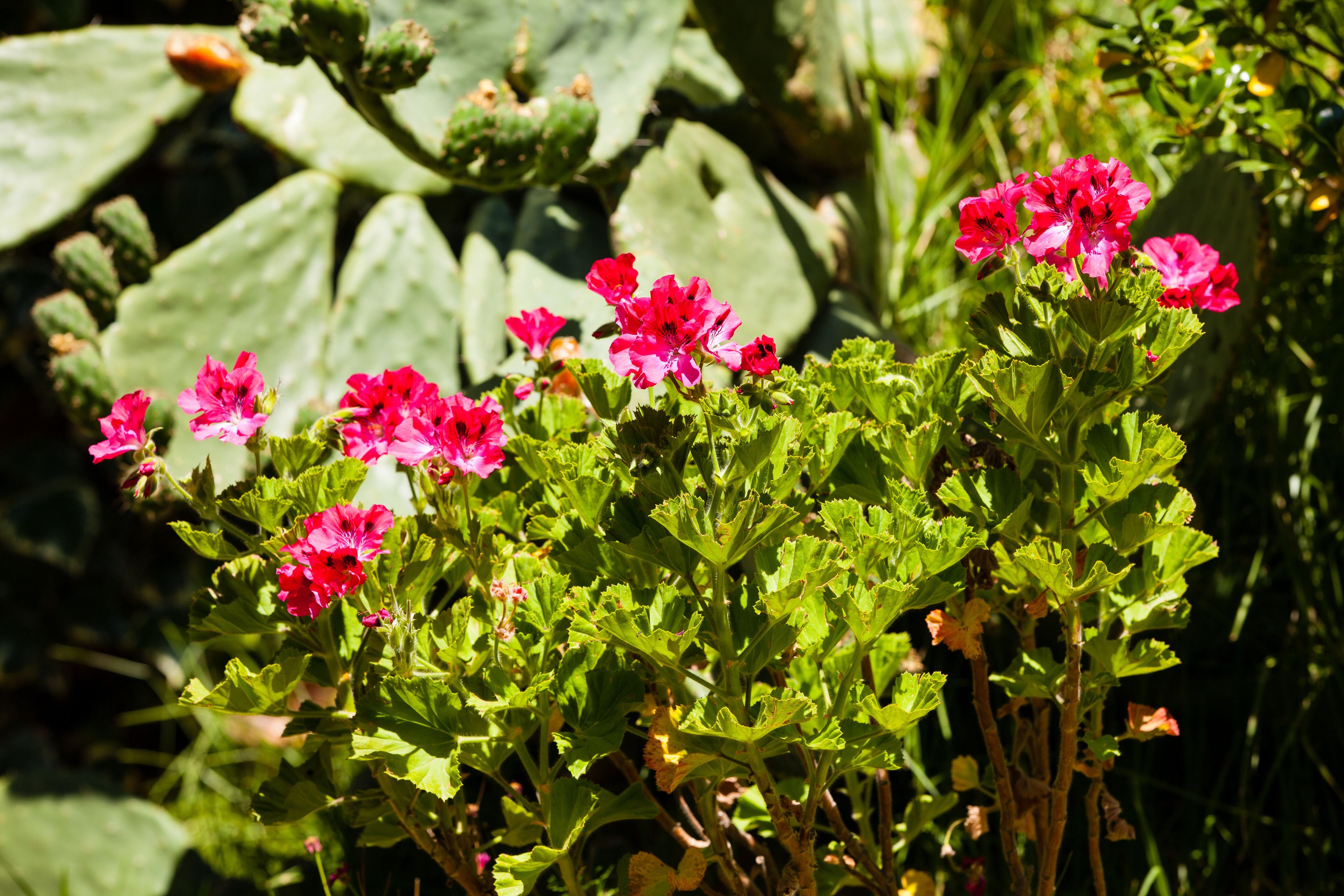 Photo - Hotel Oberland