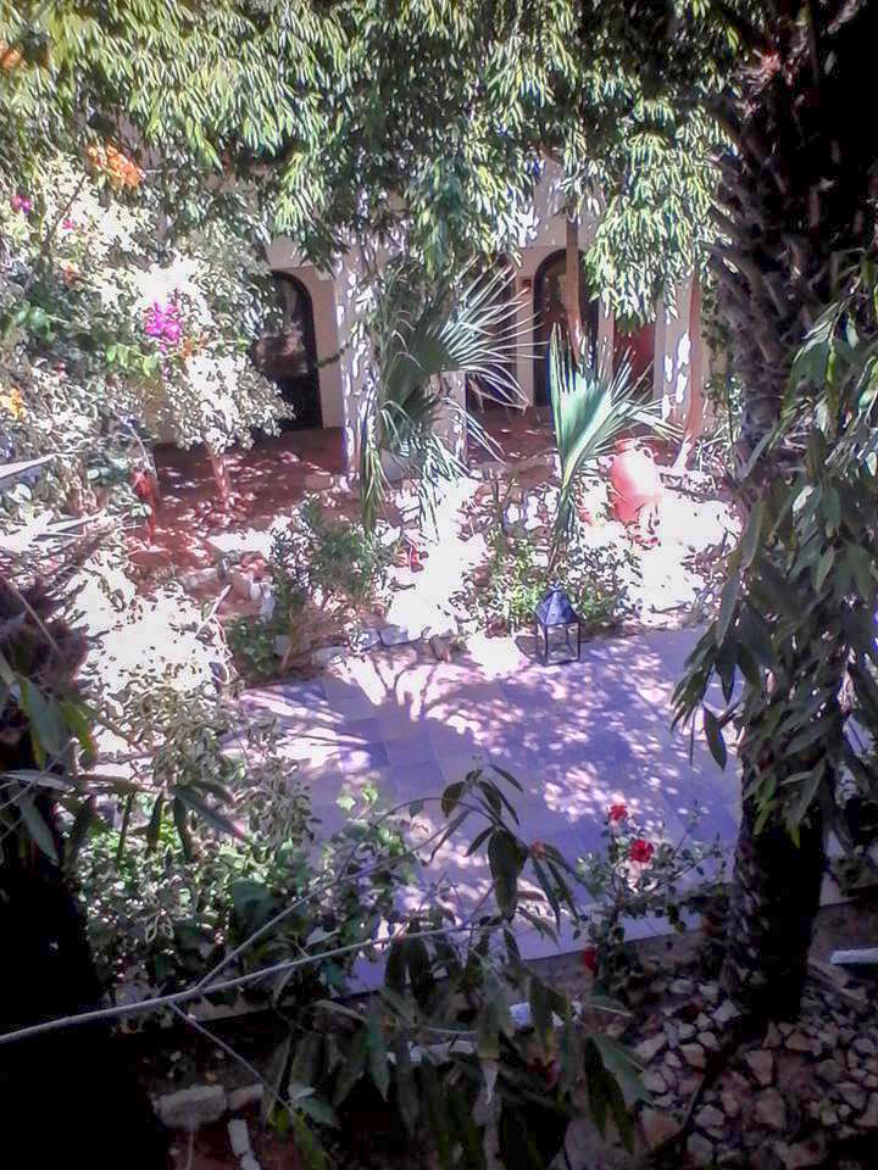 A courtyard with a stone floor, surrounded by various plants and trees. There are arches in the background, suggesting a historical or traditional architectural style.