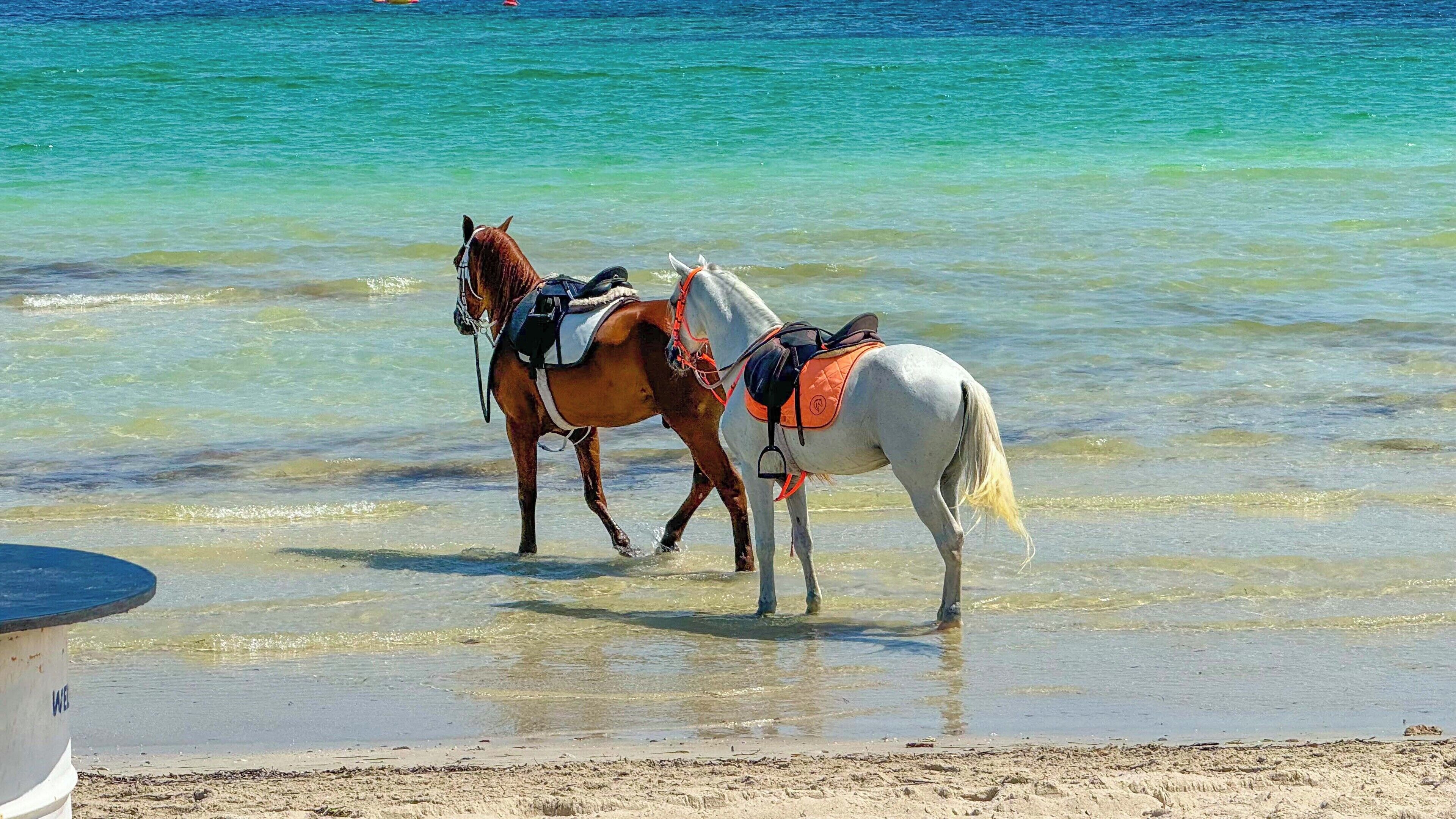 Dos caballos cerca de una playa con agua cristalina.
