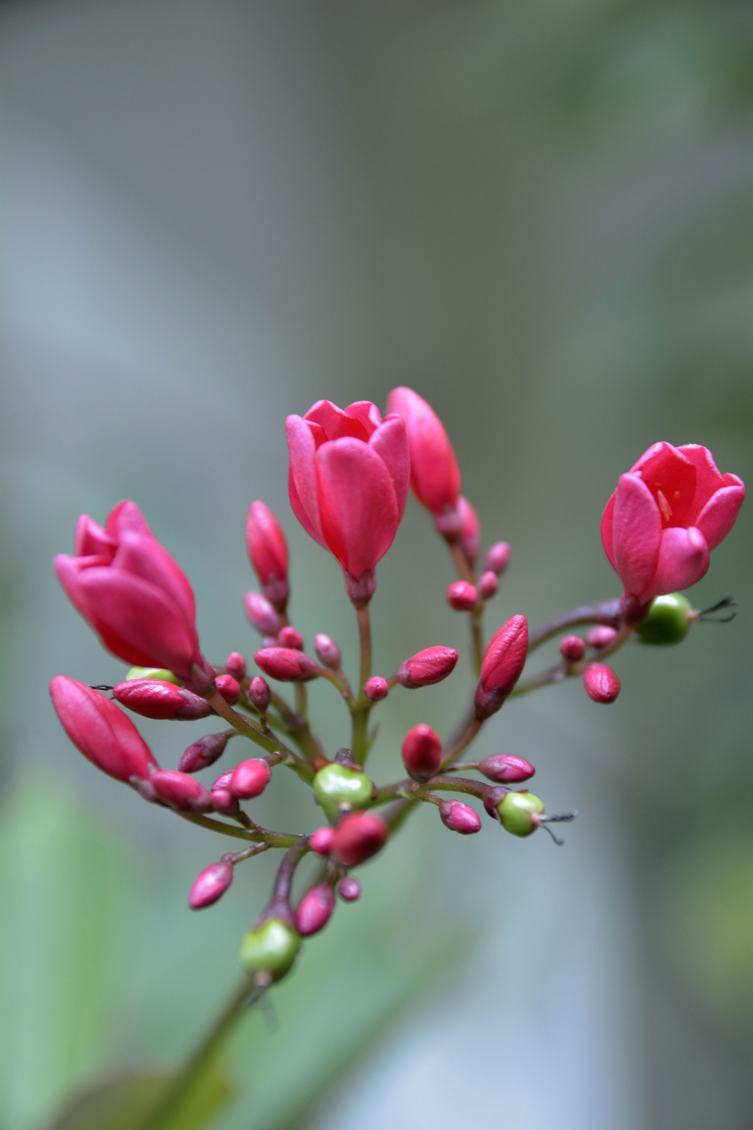 Foto - Patong Palace Hotel - SHA Extra Plus