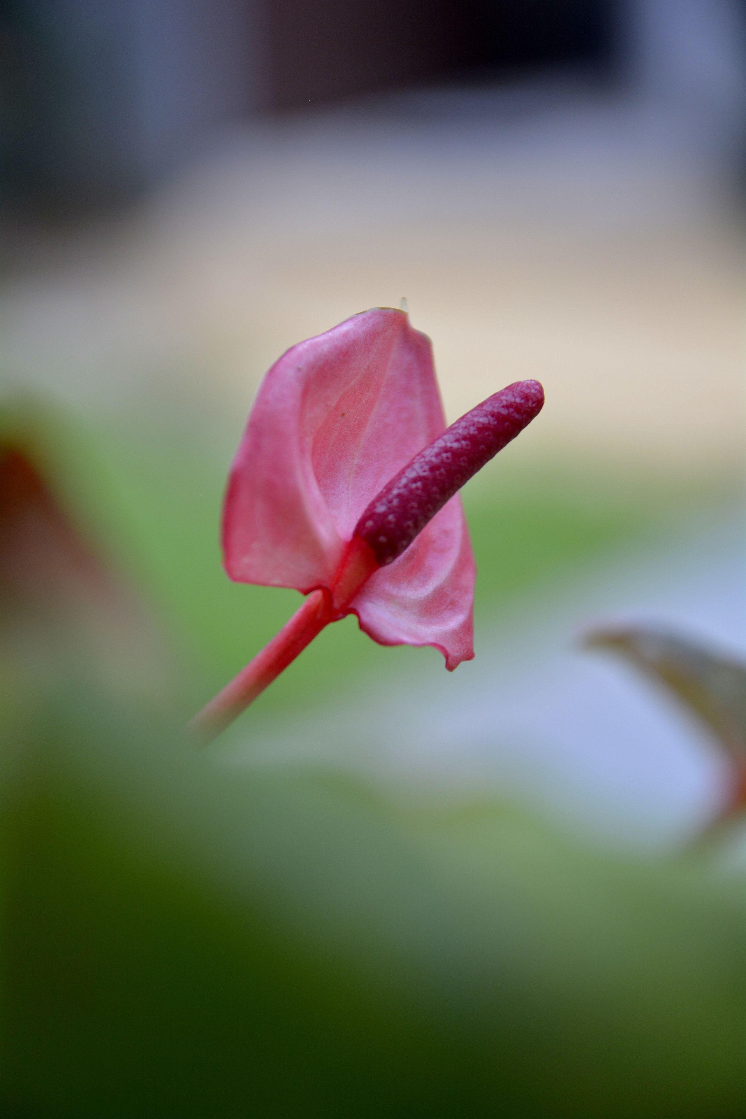 Foto - Patong Palace Hotel - SHA Extra Plus