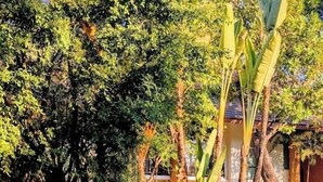 Una piscina con agua cristalina, rodeada de vegetación exuberante y árboles.