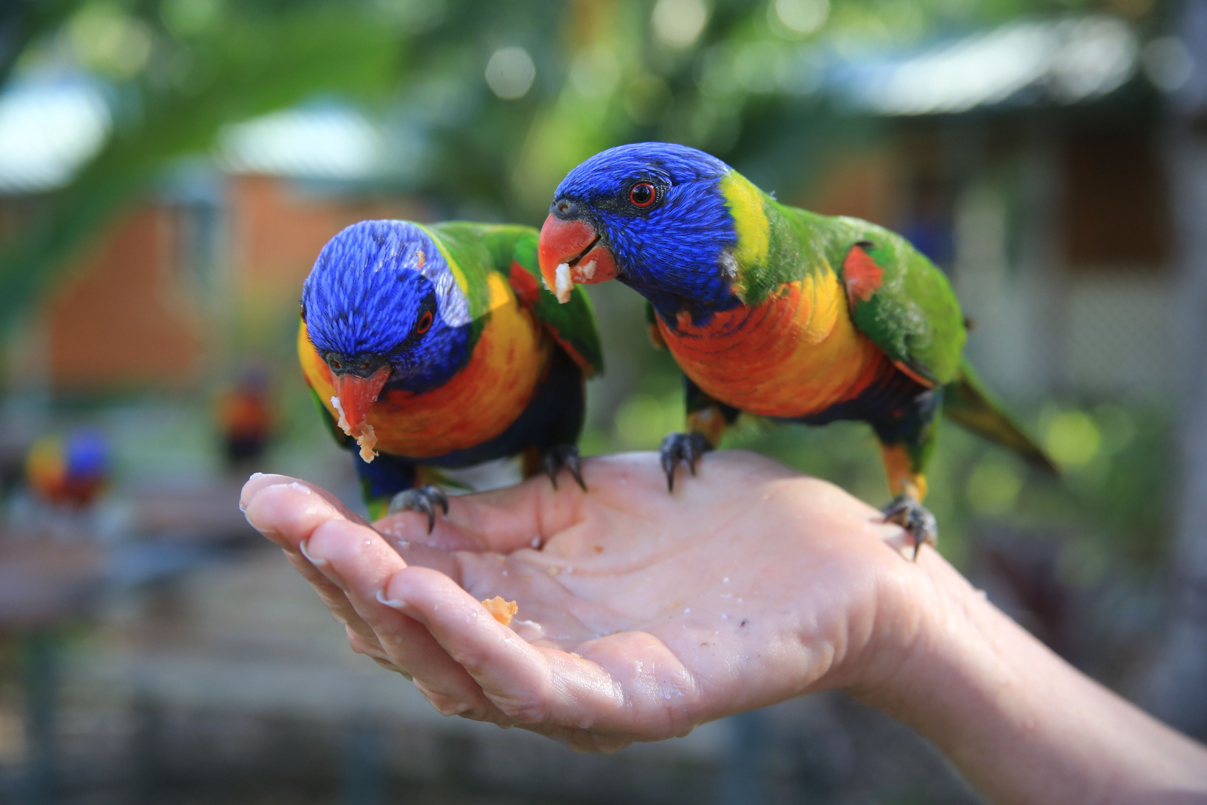 Two colorful birds perched on a human hand.
