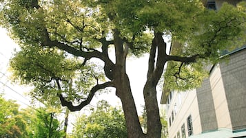 Un grand arbre avec une plaque de pierre devant un bâtiment.