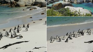 A coastal area with large boulders and a beach populated by penguins. - Mariner Guesthouse (Cape Town)