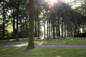 Um parque com árvores altas e um caminho pavimentado.