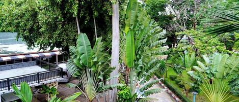 Un jardin luxuriant, agrémenté de diverses plantes tropicales, un chemin dallé et une voiture garée près d’un panneau indiquant une zone de stationnement réservée au hall d’entrée.
