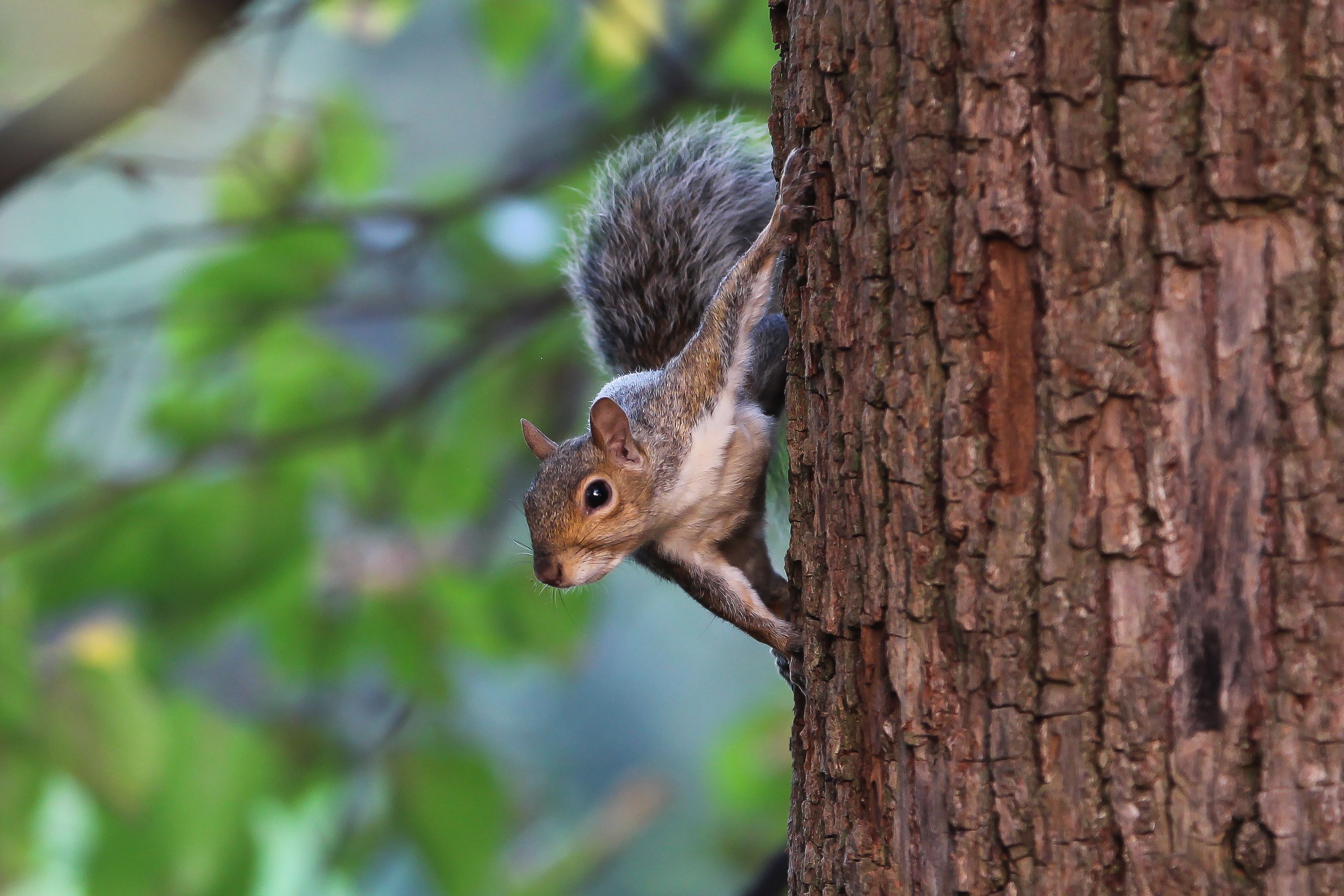 A squirrel climbing a tree trunk.