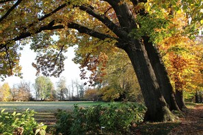 A park with a large tree providing shade, a grassy area, and a path.