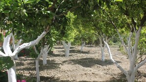 Un jardin avec des arbres, dont certains ont des troncs peints en blanc, et un sol en terre battue.