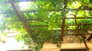 Un bâtiment en pierre avec un sol carrelé, une grande plante en pot et une fenêtre donnant sur un vélo et des plantes à l’extérieur.