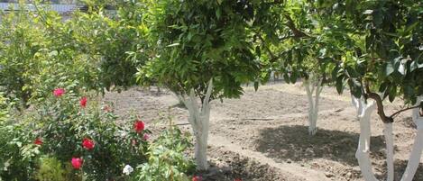 A garden with potted plants and trees.