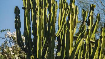 En høj kaktus med flere grene mod en klar himmel.