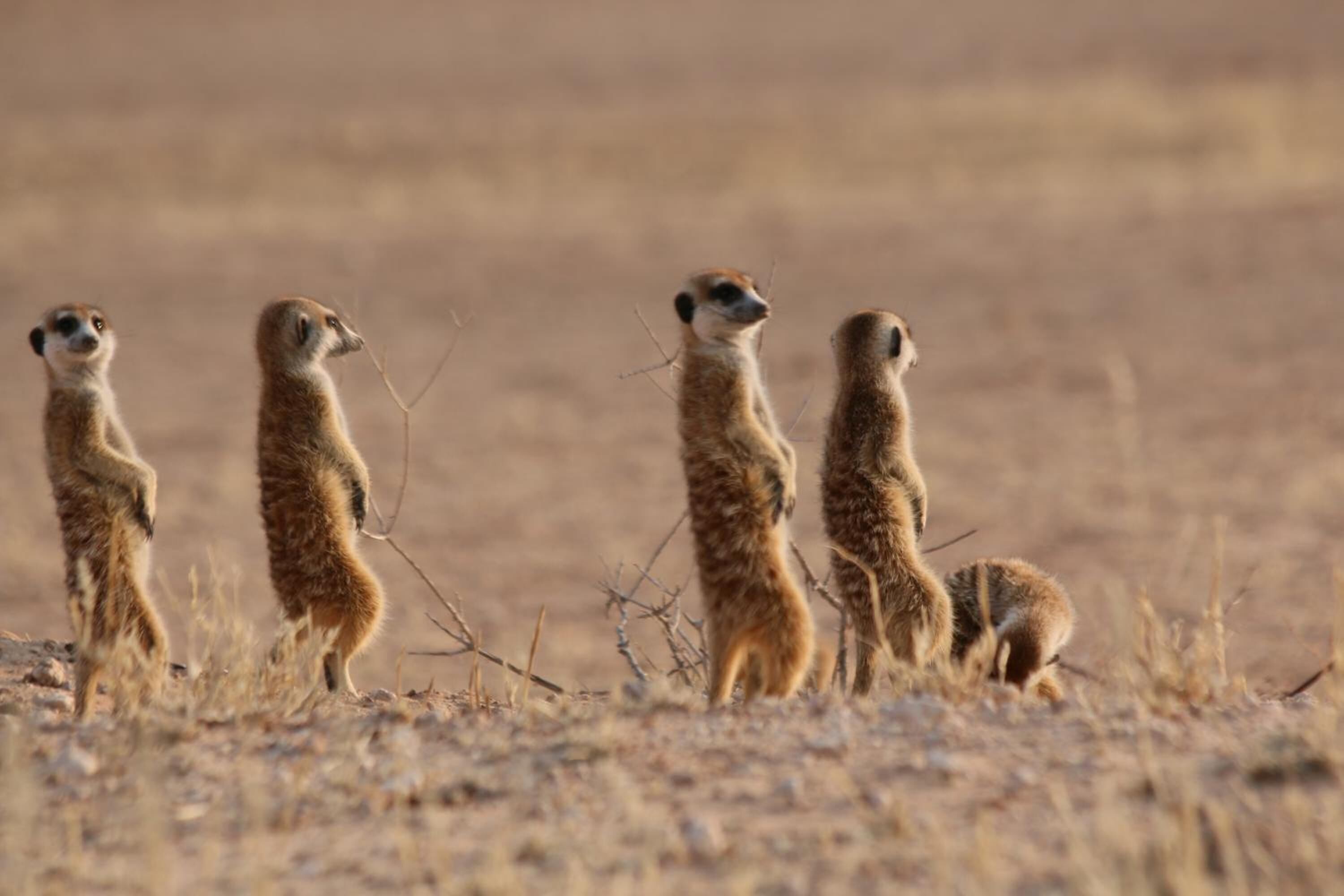 Four meerkats standing in a line on a dry, grassy plain.