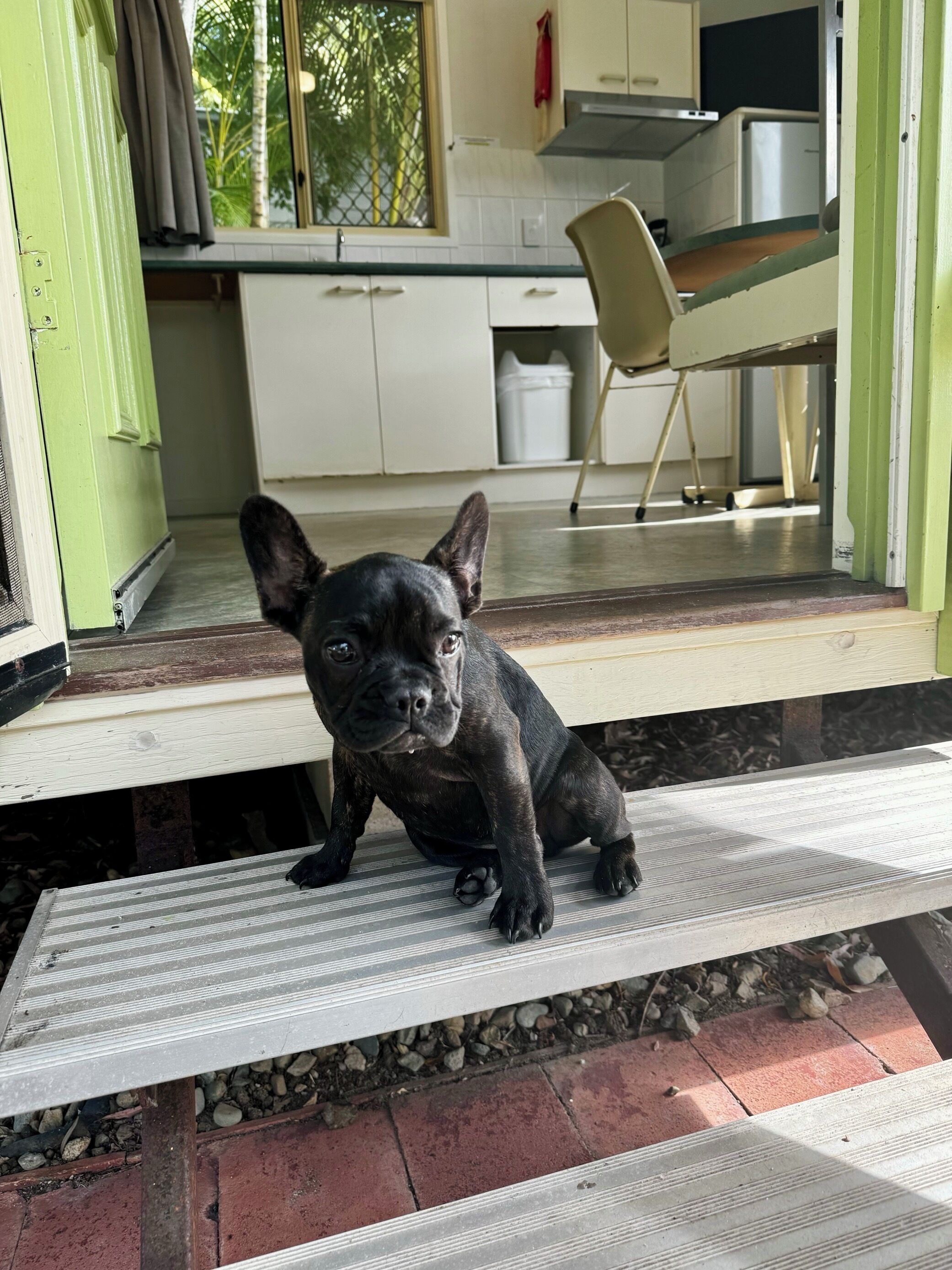 A black dog sitting on a step outside a building with a kitchen visible in the background.
