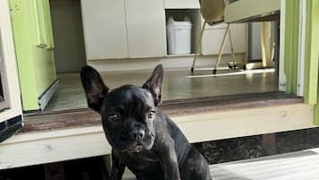 A black dog sitting on a step outside a building with a kitchen visible in the background.