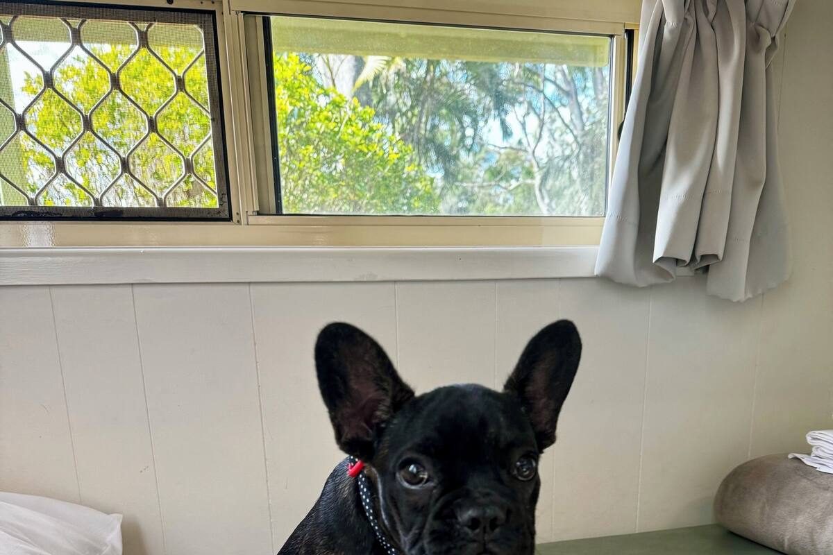 Un petit chien noir est assis sur un canapé vert, avec une fenêtre derrière lui.