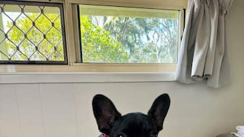 A small black dog sitting on a green couch with a window behind it.