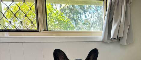 A small black dog sitting on a green couch with a window behind it.