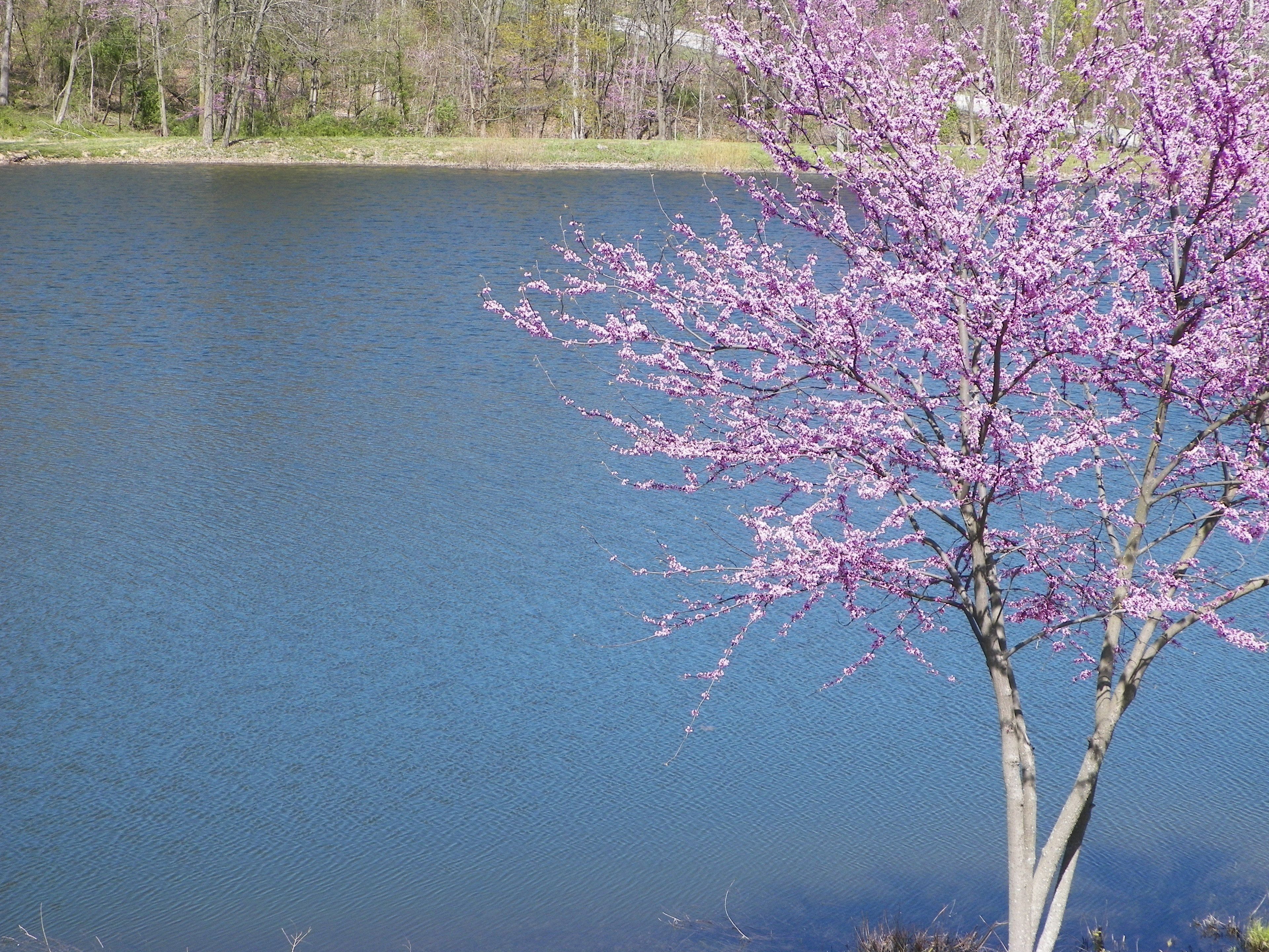 Un arbre aux fleurs roses, au bord d’un lac paisible.