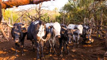 A group of cattle in a rustic outdoor setting with wooden structures and trees.