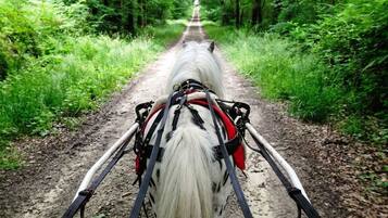 Un carruaje tirado por caballos sobre un sendero de tierra rodeado de abundante follaje verde.