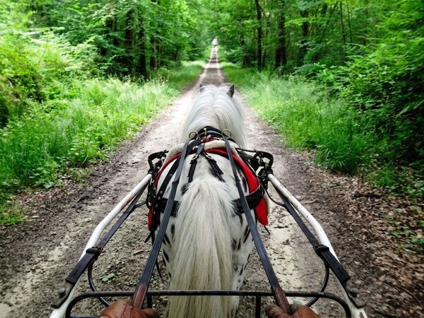 A horse-drawn carriage on a dirt path surrounded by dense green foliage.