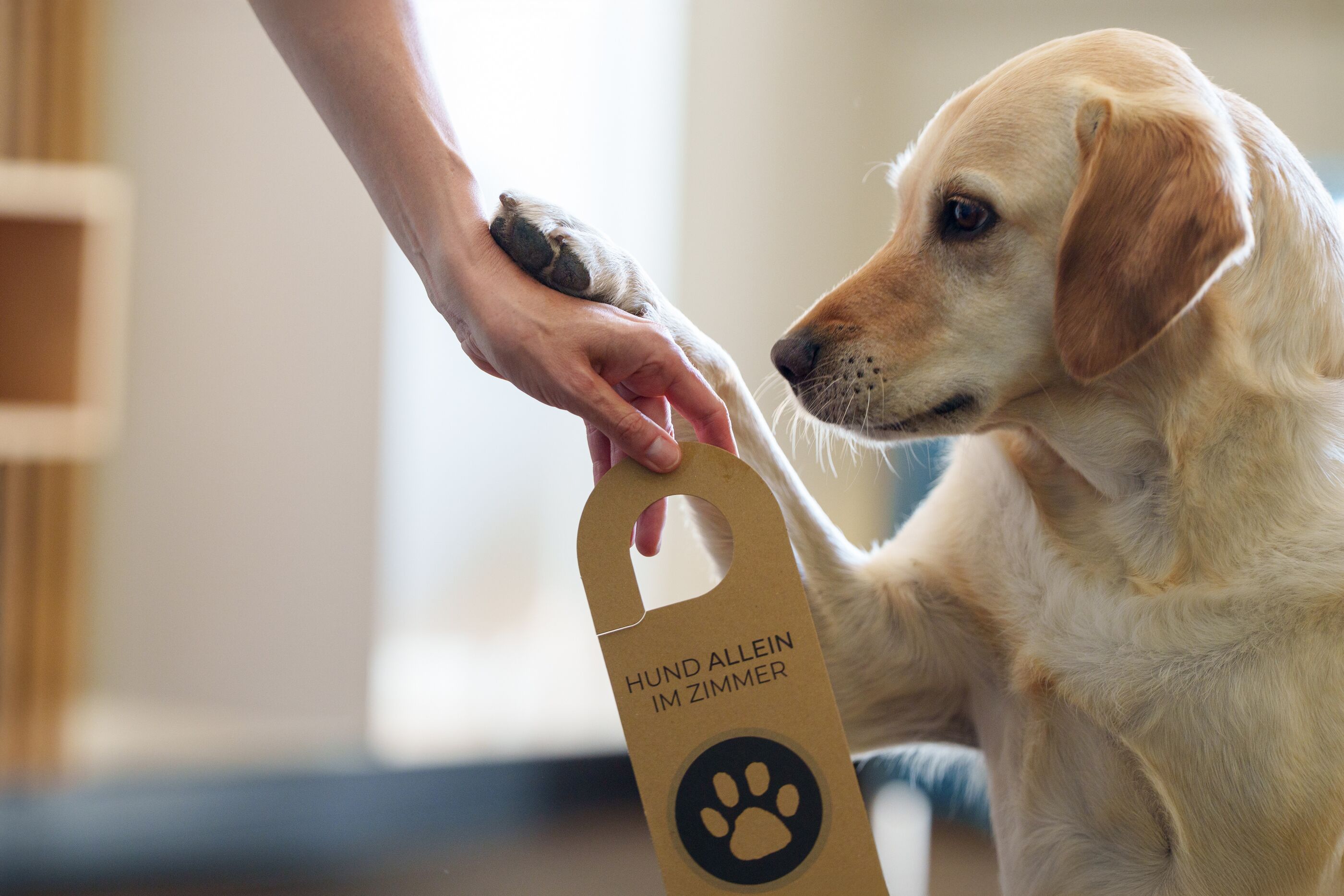 En hand håller ett hundhalsband med ett tassavtryck och text på, framför en hund.