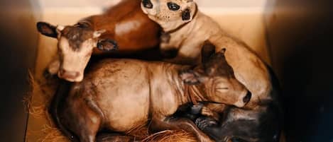 Una caja de madera que contiene dos figuras de vacas, una acostada y otra de pie.