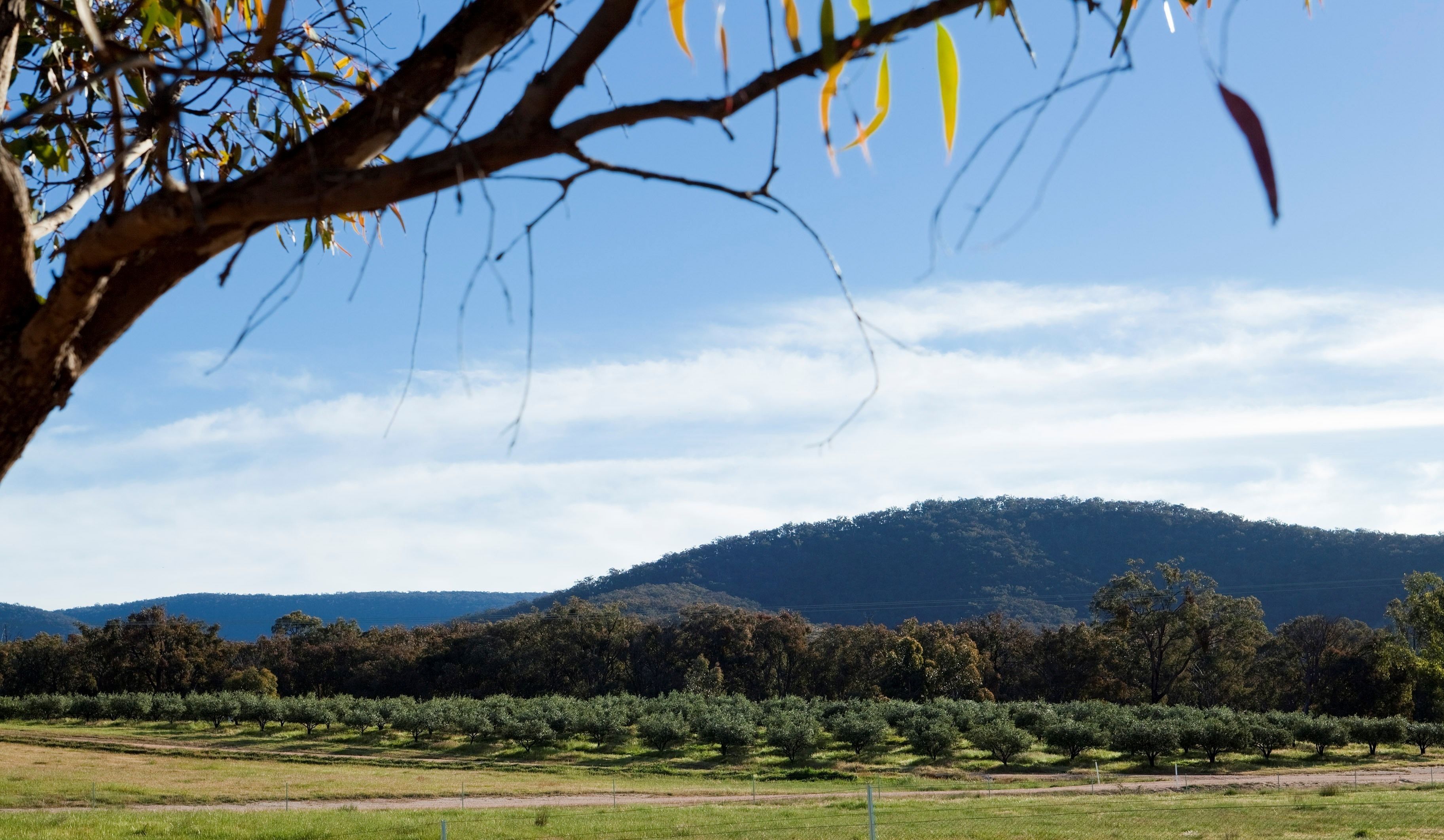 Paisagem rural com um galho em primeiro plano, um campo de plantações e uma colina ao fundo.